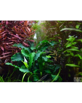 Bucephalandra  Wavy Green  (Bukit Kelam Tropica)